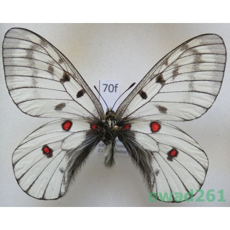Parnassius bremeri subsp. hakutozana Matsumura, 1927 North Korea70f